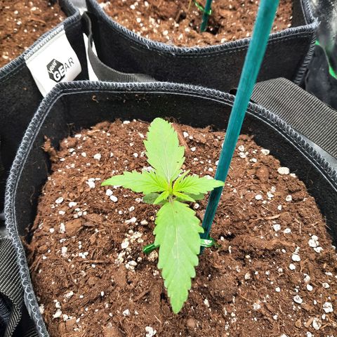 Quick One growlog timeline photo