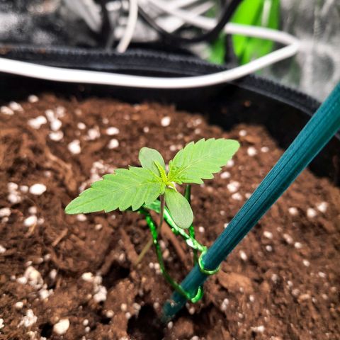 Quick One growlog timeline photo
