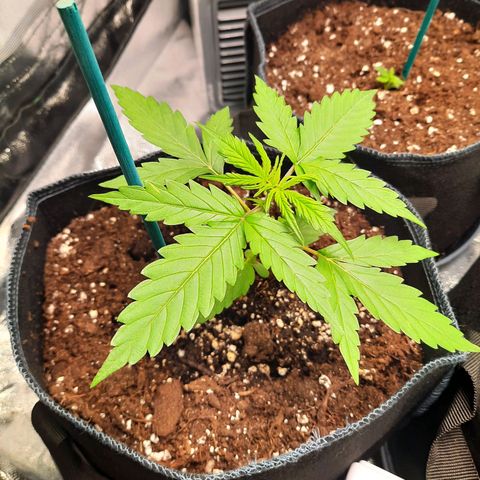 1 Royal Bluematic/ 1 Royal Haze growlog timeline photo