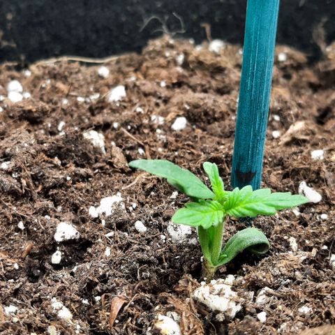 1 Royal Bluematic/ 1 Royal Haze growlog timeline photo