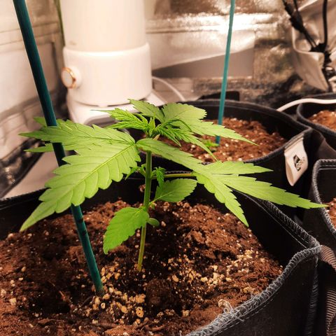 1 Royal Bluematic/ 1 Royal Haze growlog timeline photo