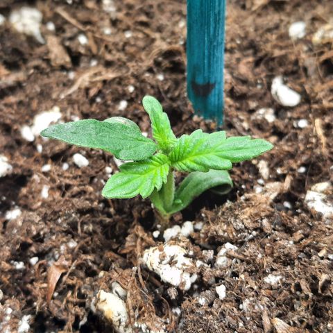 1 Royal Bluematic/ 1 Royal Haze growlog timeline photo