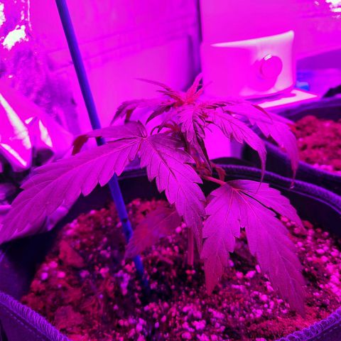 1 Royal Bluematic/ 1 Royal Haze growlog photo: 
Licht gewechselt 

bluematic: 13 cm, wächst weiter gut

Haze: weiter beobachten 