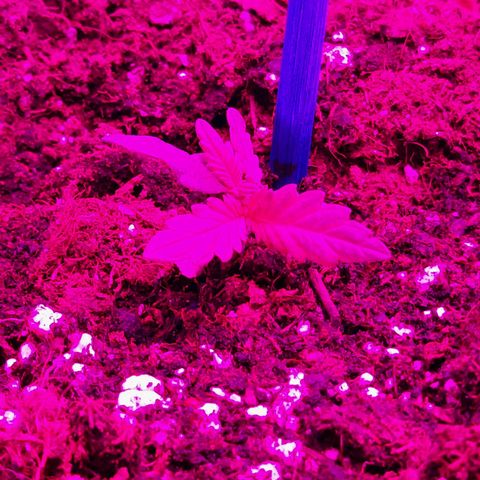 1 Royal Bluematic/ 1 Royal Haze growlog photo: 
Licht gewechselt 

bluematic: 13 cm, wächst weiter gut

Haze: weiter beobachten 