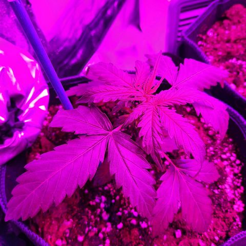 1 Royal Bluematic/ 1 Royal Haze growlog photo: 
Licht gewechselt 

bluematic: 13 cm, wächst weiter gut

Haze: weiter beobachten 