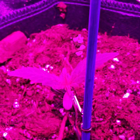 Quick One growlog timeline photo