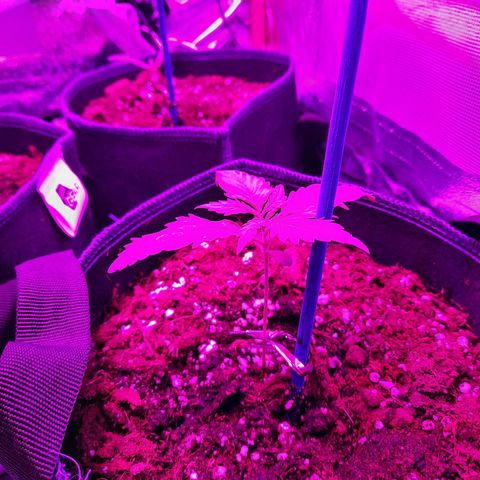 Quick One growlog timeline photo
