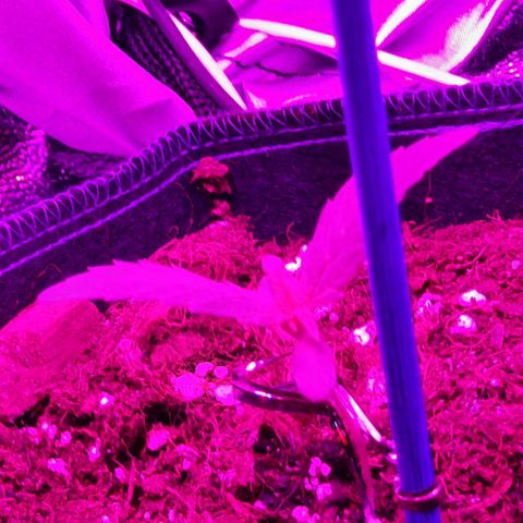 Quick One growlog timeline photo