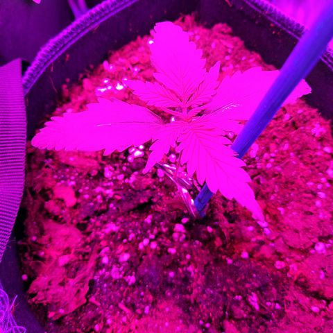 Quick One growlog timeline photo