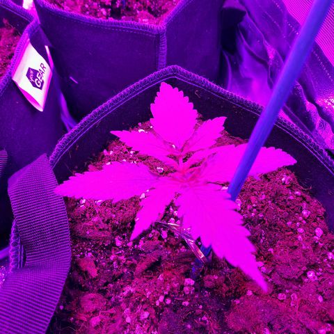 Quick One growlog timeline photo
