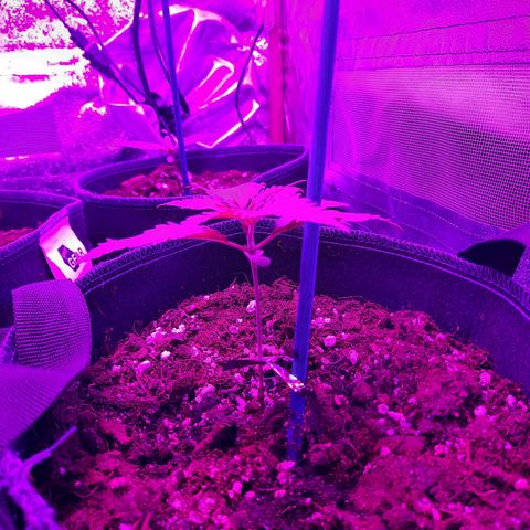Quick One growlog timeline photo