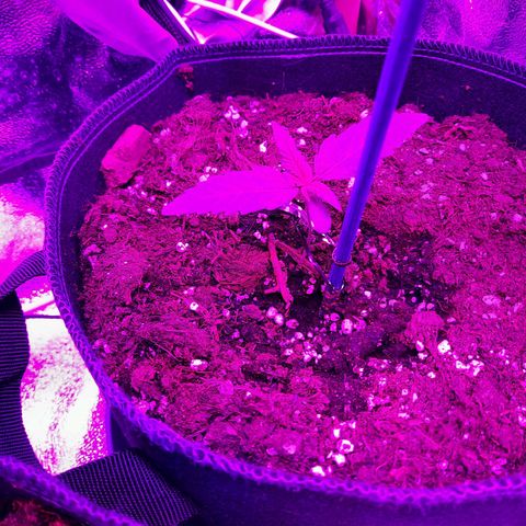Quick One growlog timeline photo