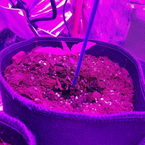 Quick One growlog timeline photo