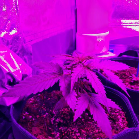 1 Royal Bluematic/ 1 Royal Haze growlog timeline photo