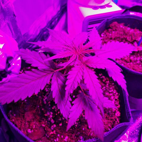1 Royal Bluematic/ 1 Royal Haze growlog timeline photo