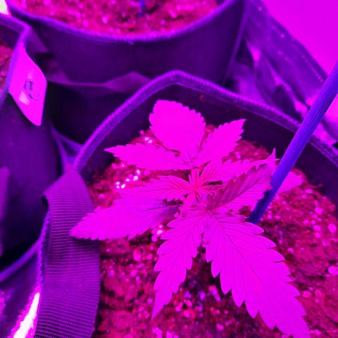 Quick One growlog timeline photo