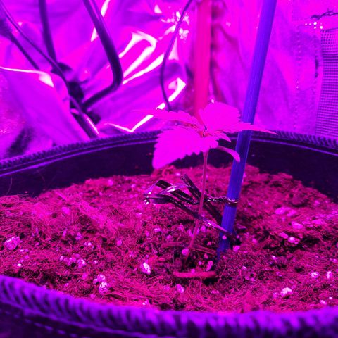 Quick One growlog timeline photo