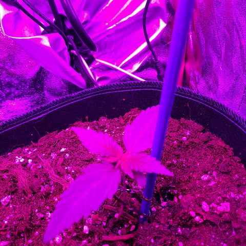 Quick One growlog timeline photo