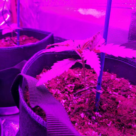 Quick One growlog timeline photo