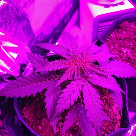 1 Royal Bluematic/ 1 Royal Haze growlog timeline photo