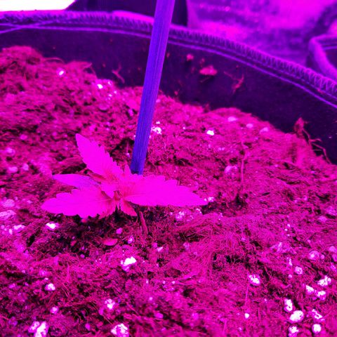 1 Royal Bluematic/ 1 Royal Haze growlog timeline photo