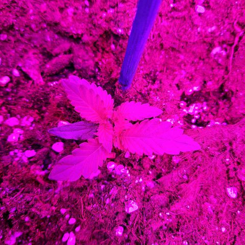 1 Royal Bluematic/ 1 Royal Haze growlog timeline photo