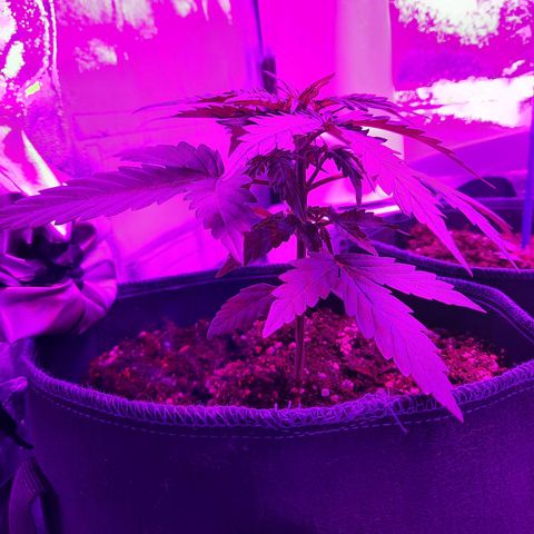 1 Royal Bluematic/ 1 Royal Haze growlog timeline photo