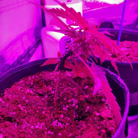 1 Royal Bluematic/ 1 Royal Haze growlog timeline photo