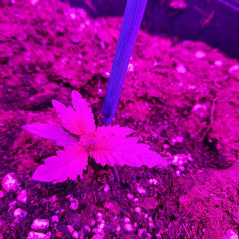 1 Royal Bluematic/ 1 Royal Haze growlog timeline photo