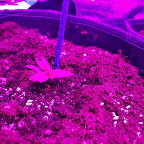 1 Royal Bluematic/ 1 Royal Haze growlog timeline photo
