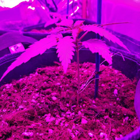 Quick One growlog timeline photo