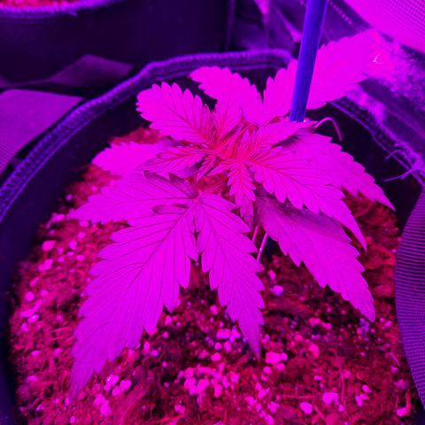 Quick One growlog timeline photo