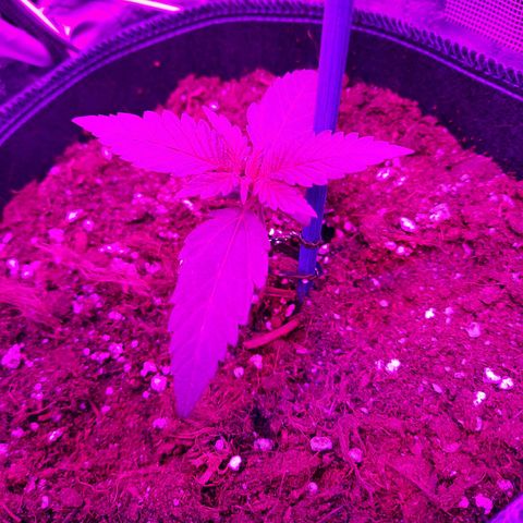 Quick One growlog timeline photo