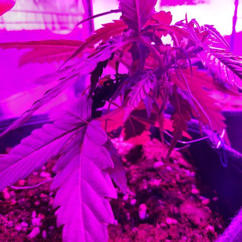 1 Royal Bluematic/ 1 Royal Haze growlog timeline photo