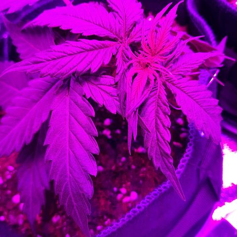 1 Royal Bluematic/ 1 Royal Haze growlog timeline photo