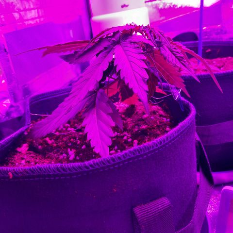 1 Royal Bluematic/ 1 Royal Haze growlog timeline photo