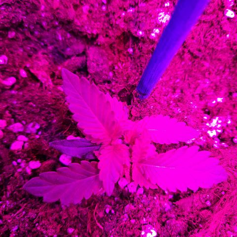 1 Royal Bluematic/ 1 Royal Haze growlog timeline photo
