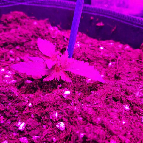 1 Royal Bluematic/ 1 Royal Haze growlog timeline photo