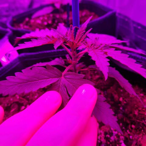 Quick One growlog timeline photo