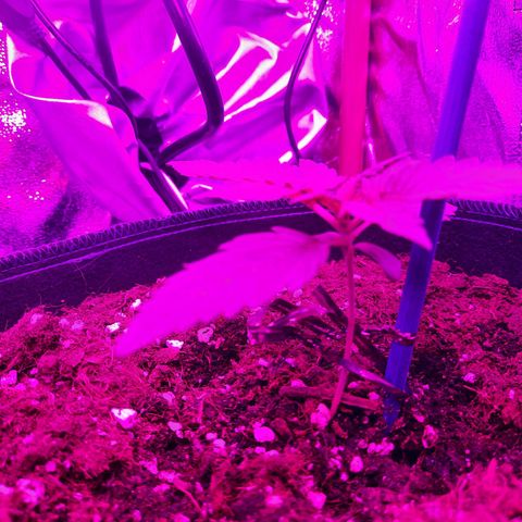Quick One growlog timeline photo