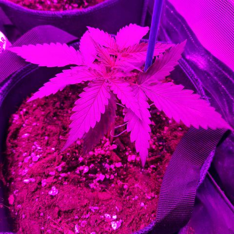 Quick One growlog timeline photo