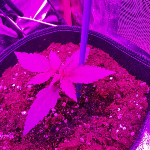 Quick One growlog timeline photo