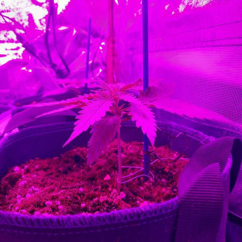 Quick One growlog timeline photo