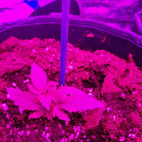 1 Royal Bluematic/ 1 Royal Haze growlog timeline photo