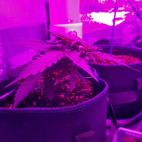 1 Royal Bluematic/ 1 Royal Haze growlog timeline photo