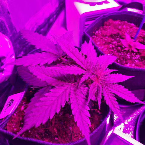 1 Royal Bluematic/ 1 Royal Haze growlog timeline photo