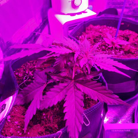 1 Royal Bluematic/ 1 Royal Haze growlog timeline photo