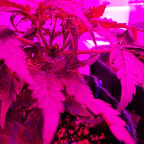 1 Royal Bluematic/ 1 Royal Haze growlog timeline photo
