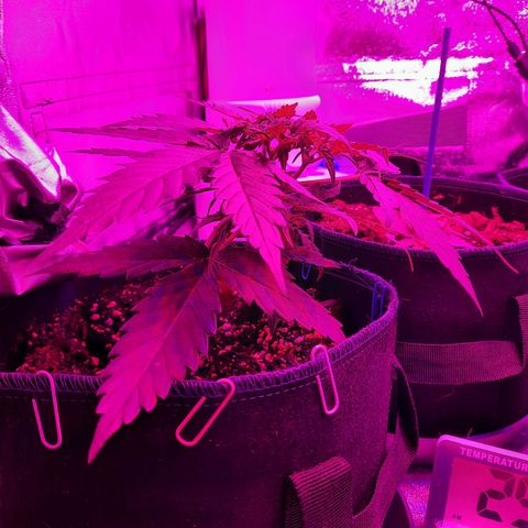 1 Royal Bluematic/ 1 Royal Haze growlog timeline photo