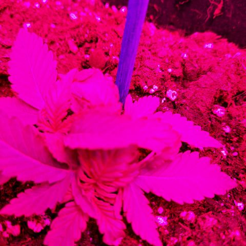 1 Royal Bluematic/ 1 Royal Haze growlog timeline photo